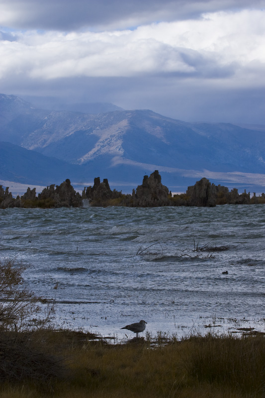 California Gull On Shore Of Mono Lake With Tufa Towers In The Distance